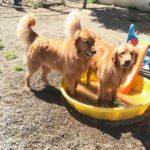 cooper & bogart pool play yard