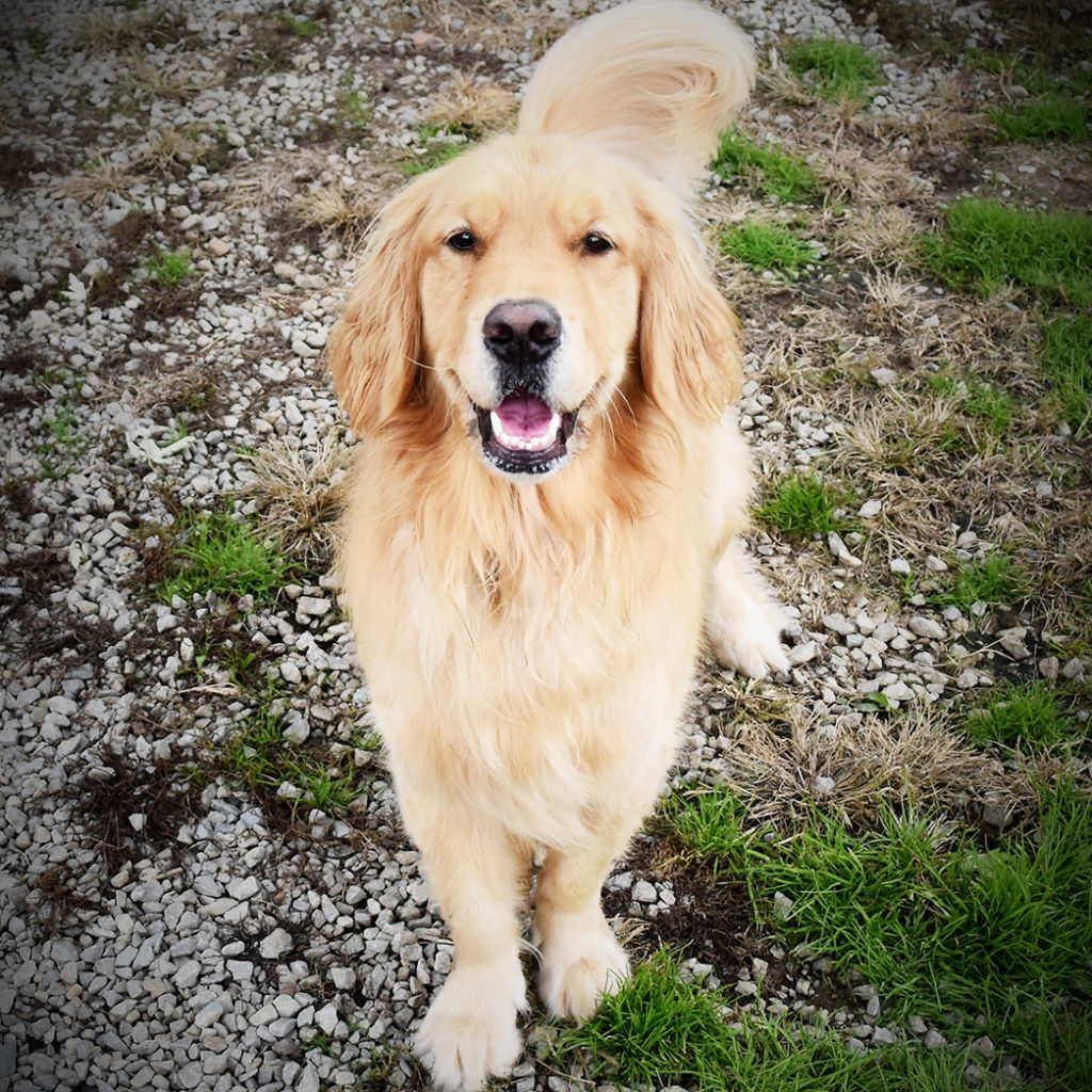 Boarding My Dog, Inc.