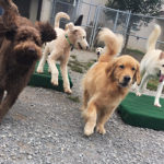 pack playing outside middle play yard