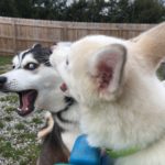3 Website daycare play yard pic
