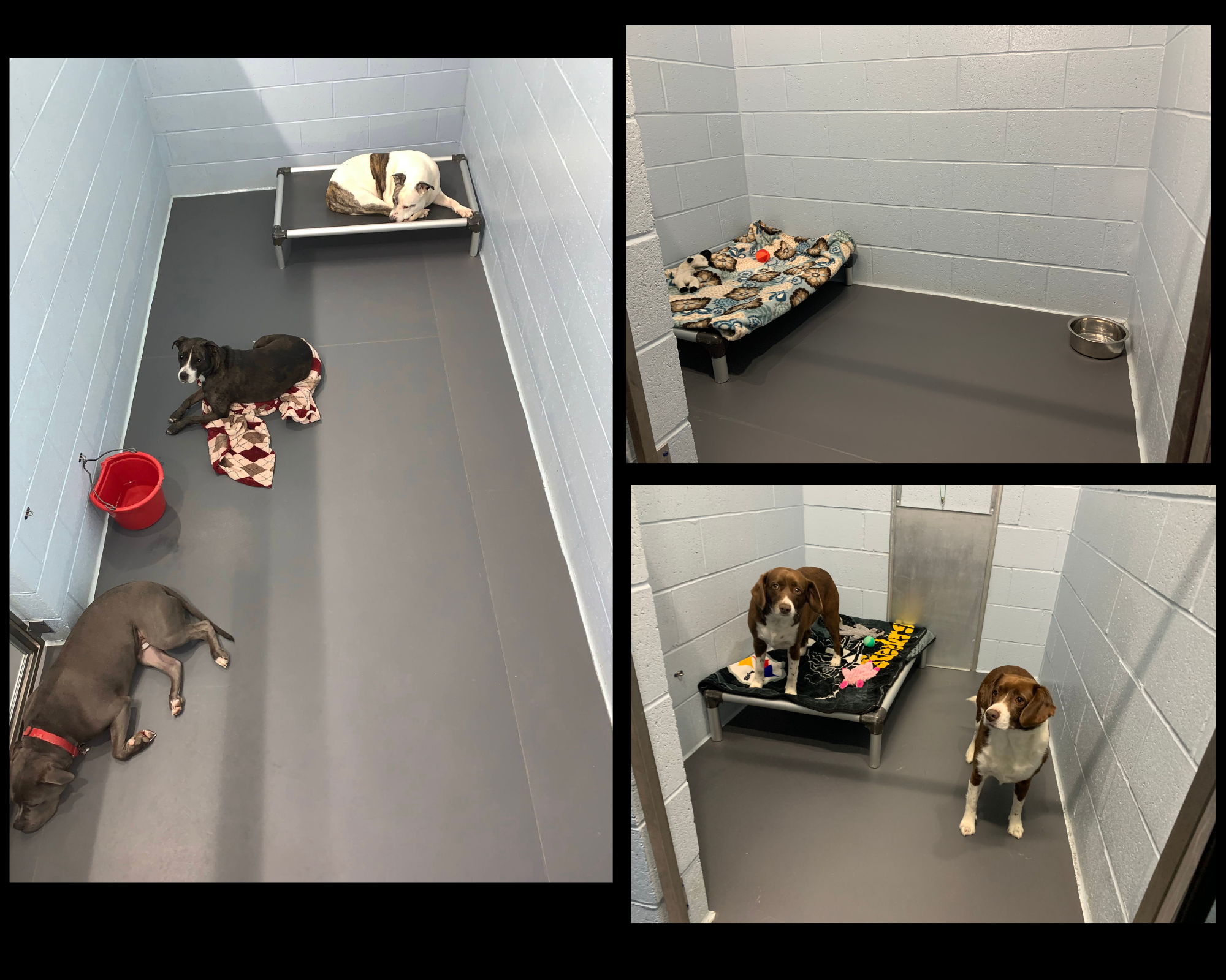 Disney 2024 dog daycare