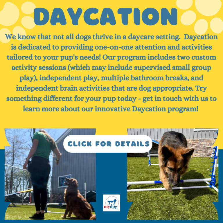 Daycation Flyer