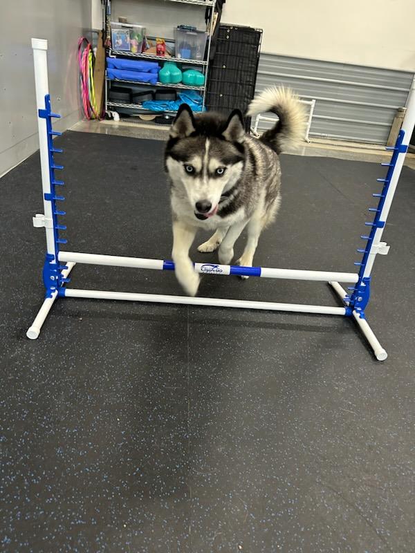 Husky doing a hurdle