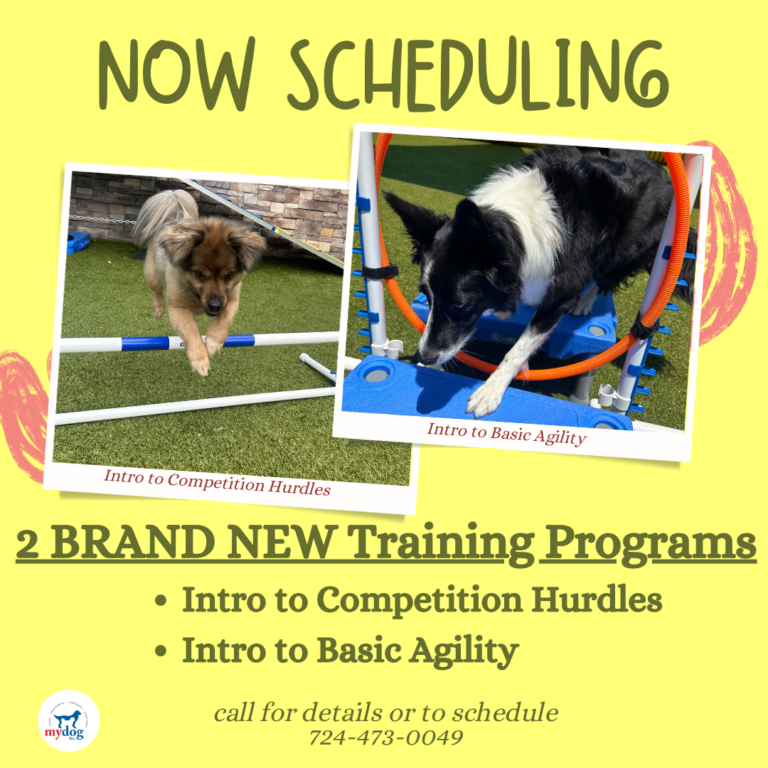 Graphic regarding 2 Dog Training Classes available for scheduling. Intro to Basic Agility and Into to Competition Hurdles