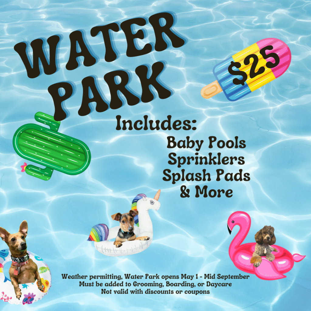Water Park activity for dogs $25