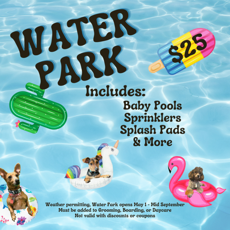 Water Park activity for dogs $25